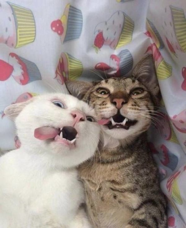 Hilarious Cats (35 pics)