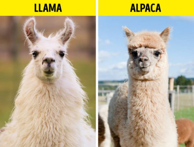 Here Is A Difference (19 pics)
