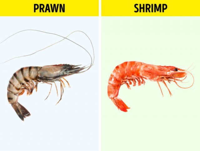 Here Is A Difference (19 pics)