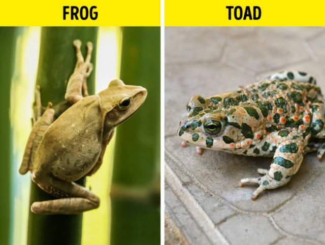 Here Is A Difference (19 pics)