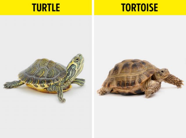 Here Is A Difference (19 pics)