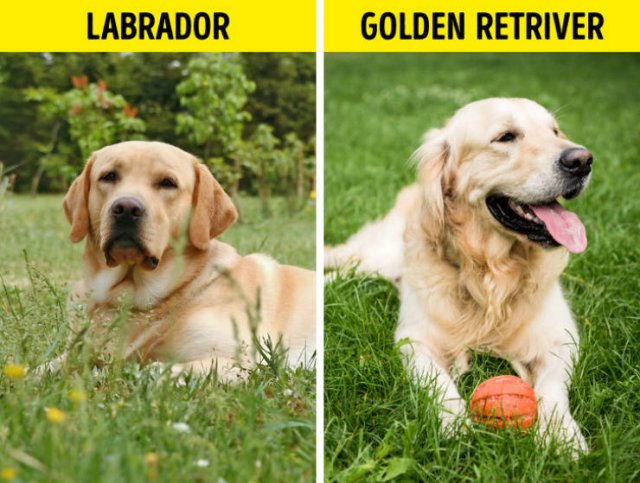 Here Is A Difference (19 pics)