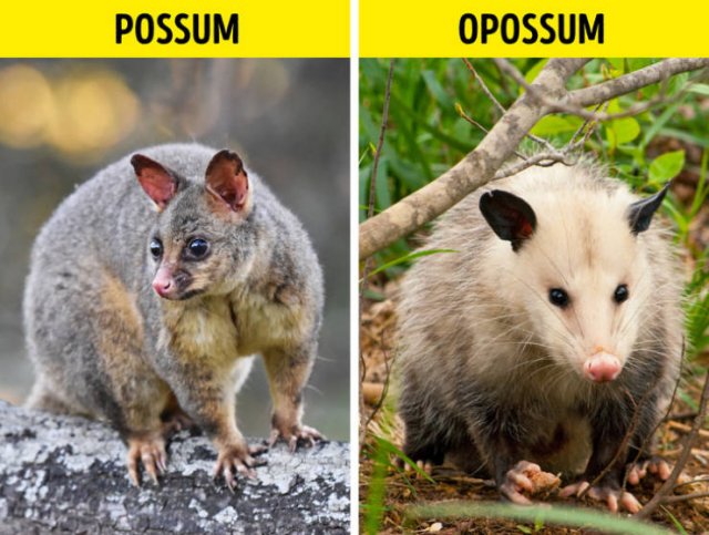 Here Is A Difference (19 pics)