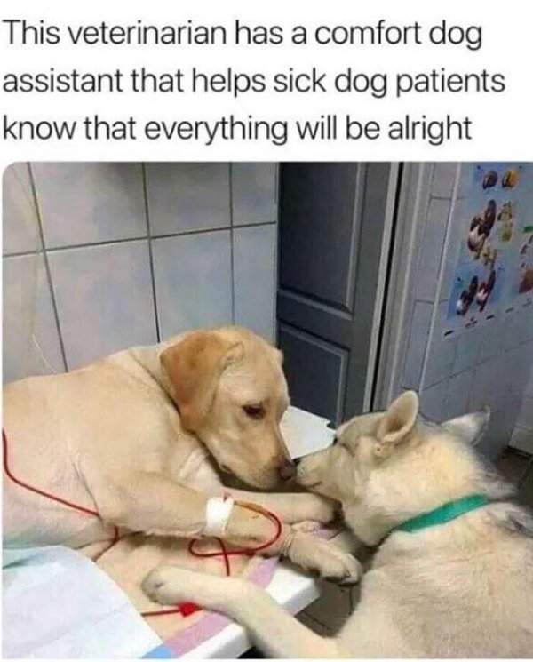 Pictures Full Of Wholesomness (25 pics)