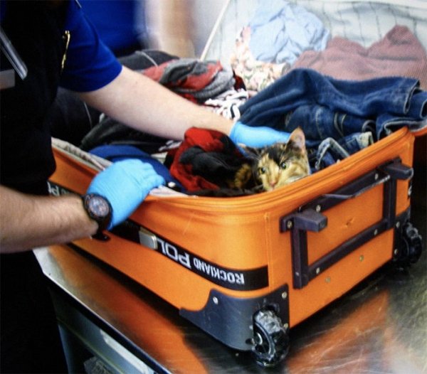 What TSA Confiscated From Passengers (26 pics)