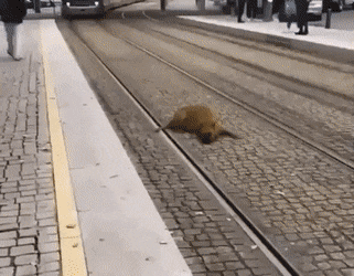 Acid Gifdump, February 4 (25 gifs)