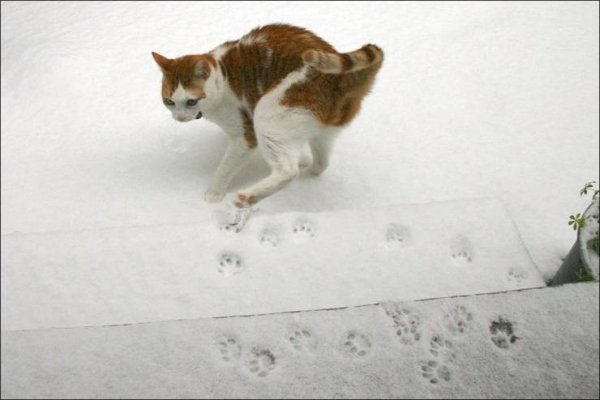 Hilarious Animals (65 pics)