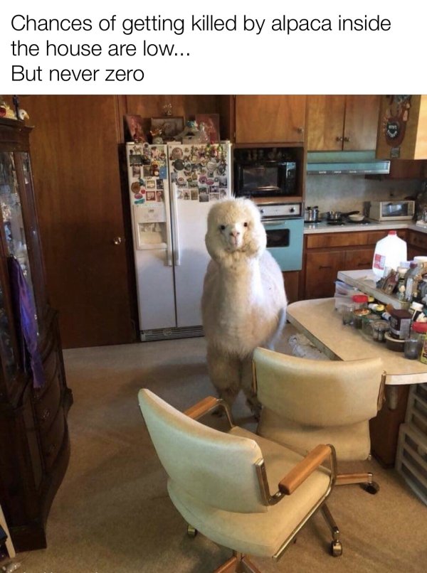 Hilarious Animals (65 pics)