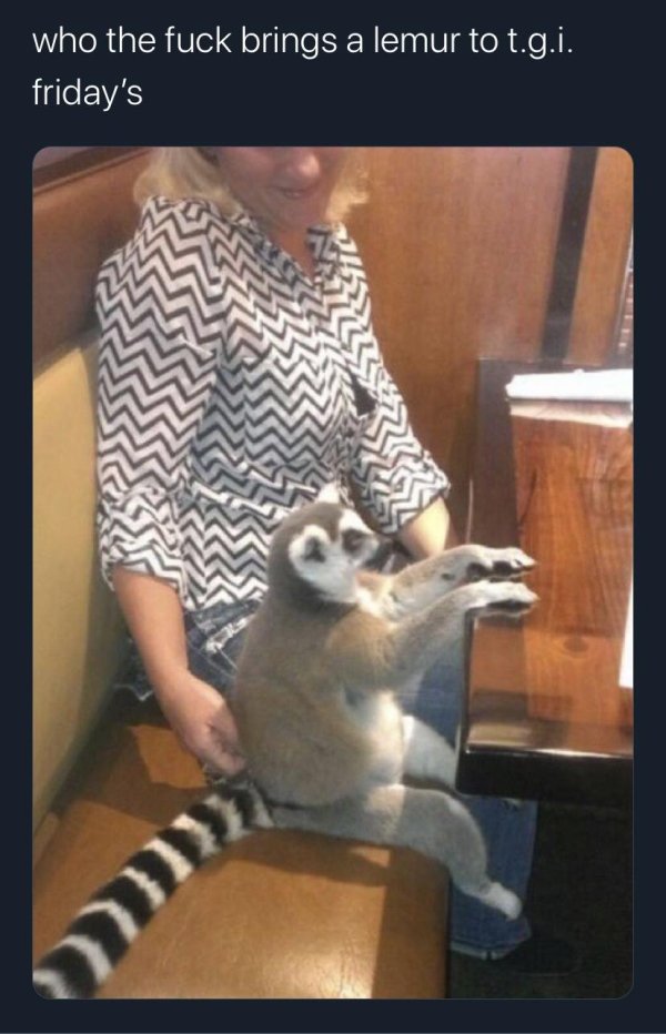 Hilarious Animals (65 pics)