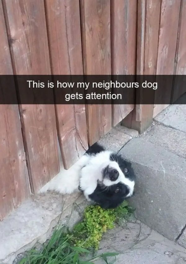 Hilarious Animals (65 pics)
