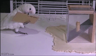 Hilarious Animals (65 pics)