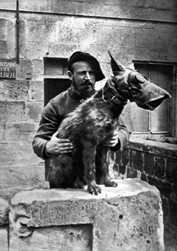 Brave Dogs Of WWI And WW2 (34 pics)