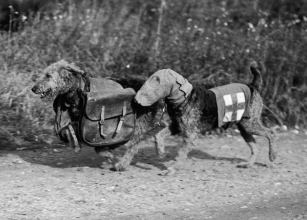 Brave Dogs Of WWI And WW2 (34 pics)