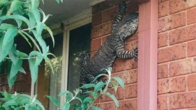 Only In Australia (37 pics)