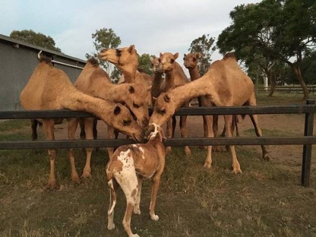 Only In Australia (37 pics)