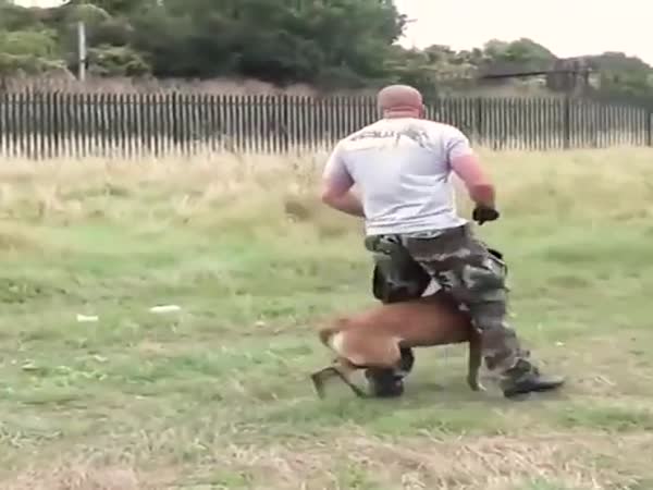 This Dog Being Trained