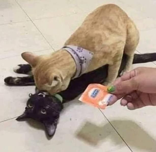 Acid Picdump. Part 1 (95 pics)