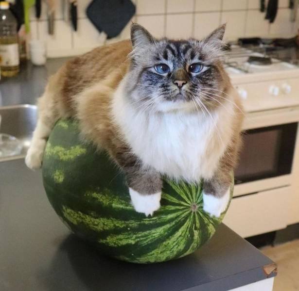 Acid Picdump. Part 1 (95 pics)