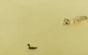 Wins And Fails (33 gifs)