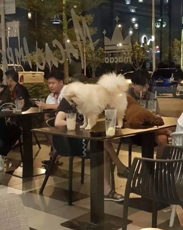 Don't Let These People Be In Restaurants (23 pics)