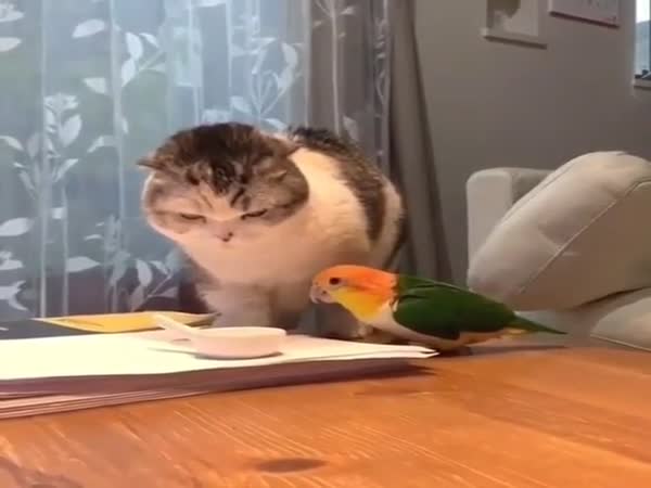 Who Will Get The Food?