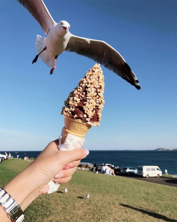Seagulls Are Real Kleptomaniacs (32 pics)