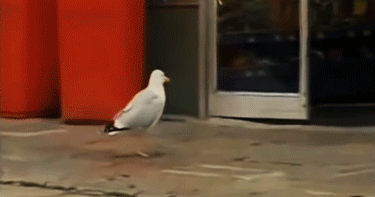 Seagulls Are Real Kleptomaniacs (32 pics)