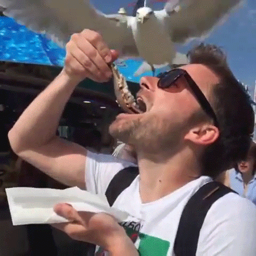 Seagulls Are Real Kleptomaniacs (32 pics)