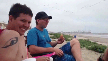 Seagulls Are Real Kleptomaniacs (32 pics)
