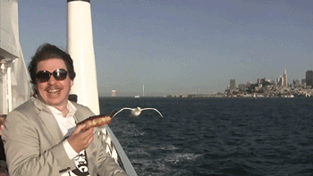 Seagulls Are Real Kleptomaniacs (32 pics)