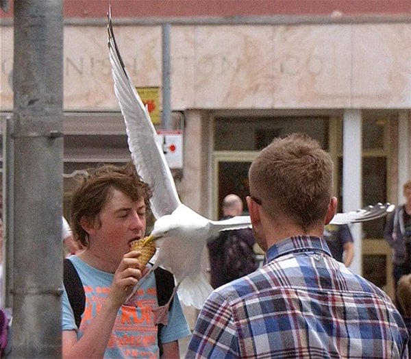 Seagulls Are Real Kleptomaniacs (32 pics)
