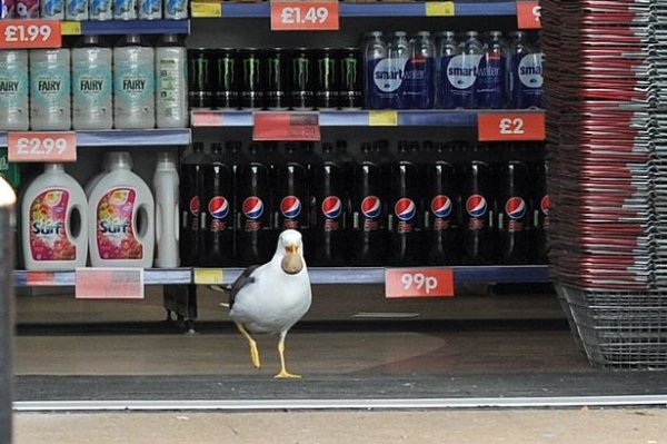 Seagulls Are Real Kleptomaniacs (32 pics)
