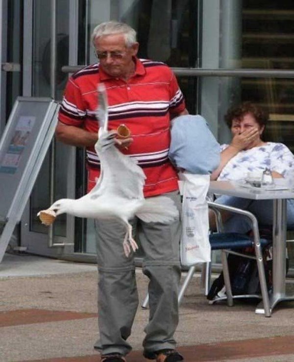 Seagulls Are Real Kleptomaniacs (32 pics)