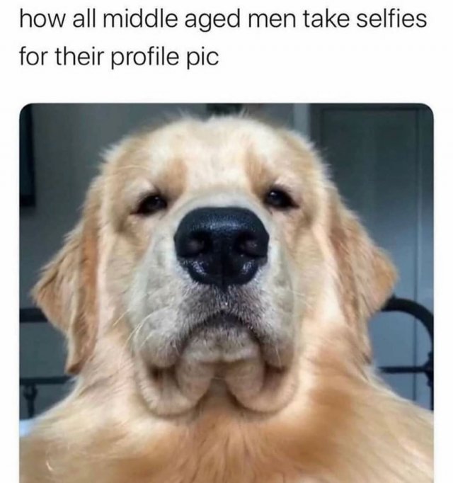 Dog Memes (35 pics)