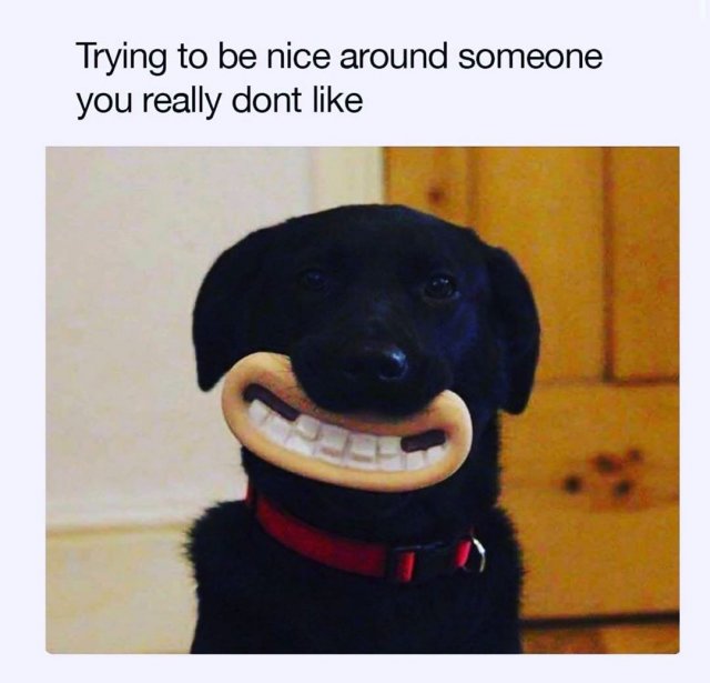 Dog Memes (35 pics)