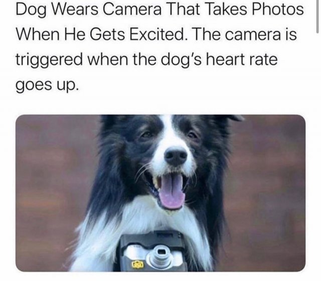 Dog Memes (35 pics)