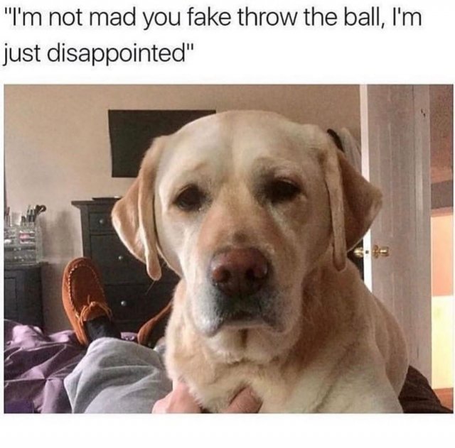 Dog Memes (35 pics)