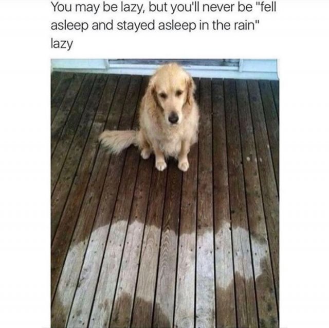 Dog Memes (35 pics)