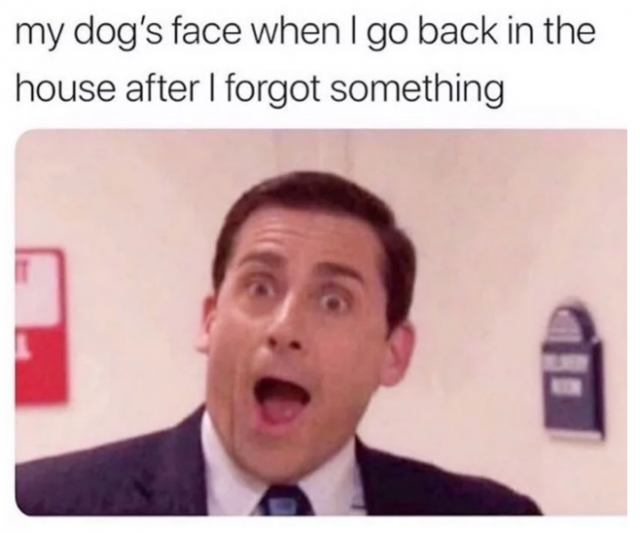 Dog Memes (35 pics)