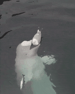 Acid Gifdump, February 20 (25 gifs)