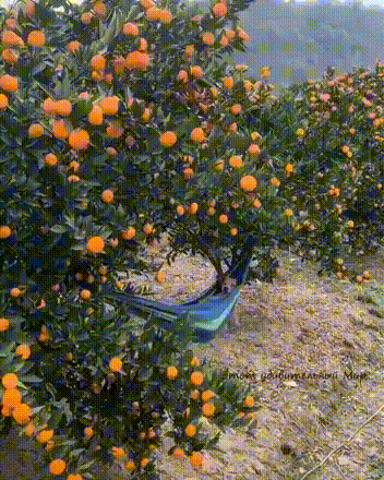 Acid Gifdump, February 20 (25 gifs)