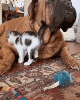 Acid Gifdump, February 20 (25 gifs)