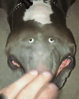 Acid Gifdump, February 20 (25 gifs)