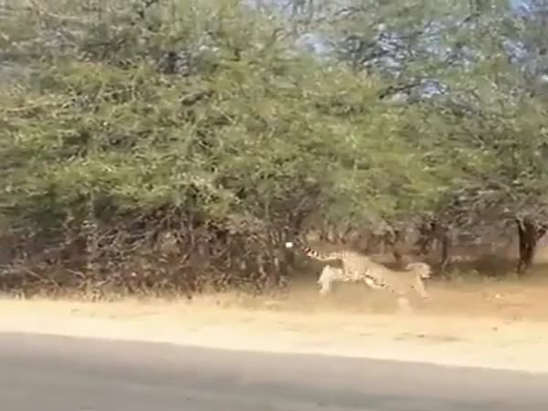 Deers Crossing The Road