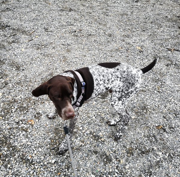 Perfect Camouflage (30 pics)