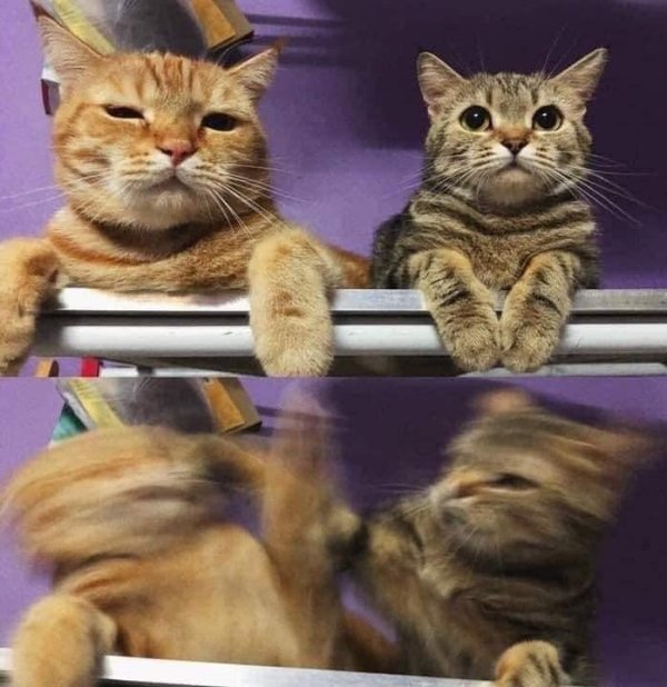 Hilarious Cats (33 pics)