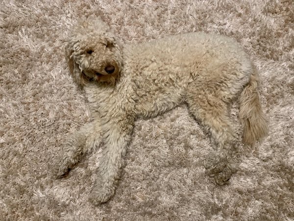 Perfect Camouflage (30 pics)