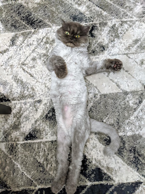 Perfect Camouflage (30 pics)