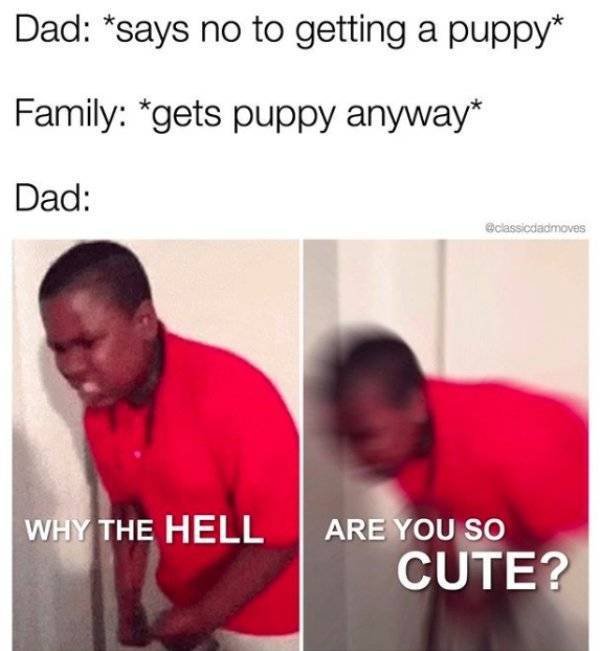 Dad Memes (30 pics)