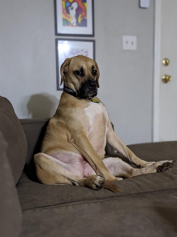 Funny Dogs (25 pics)
